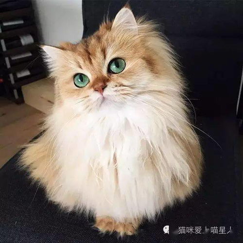 喵星选美最上镜猫咪奖得主