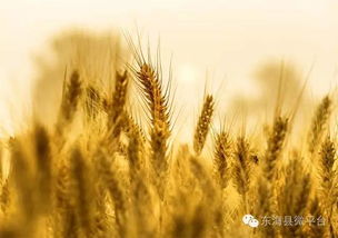 东海有一种金黄色叫麦子熟了 百万亩小麦开镰 