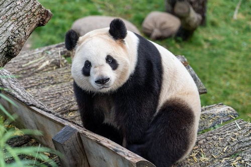 从吃肉到啃竹子,熊猫的进化之路走反了吗