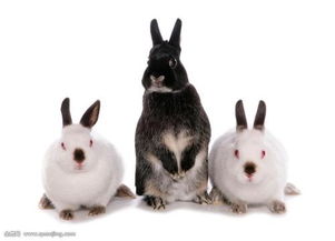 成年兔子有多少智力？