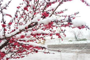 关于雪艳的诗句