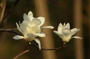 上海市花被春风吹 醒 啦 申城有这些赏白玉兰的好去处 