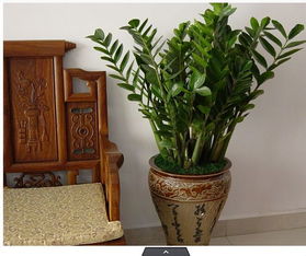 客厅养什么植物最好图片 