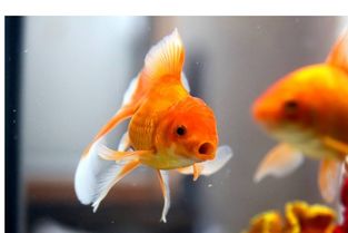 金鱼鱼卵孵化过程图片 图片搜索