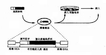 试述基因技术有甚么优点缺点