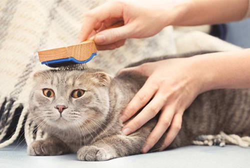 猫咪知识 小猫能吃化毛膏吗