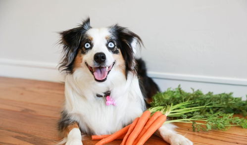 长期给狗喂胡萝卜可以吗 过量食用可能让狗中毒