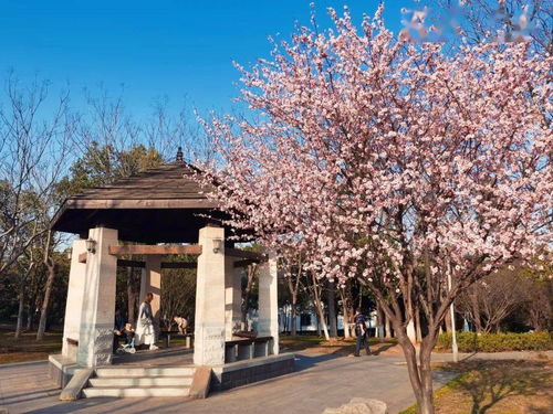 鸟语花香春意浓,车谷这些好地方快来打卡