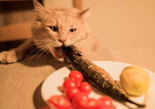猫咪可以吃鱼吗 吃鱼可能带来这些坏处,这5种鱼尽量别给猫吃