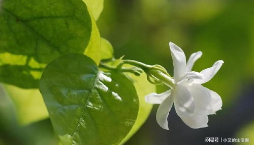 茉莉花的花骨朵为什么总掉(茉莉花的花骨朵为什么总掉落)