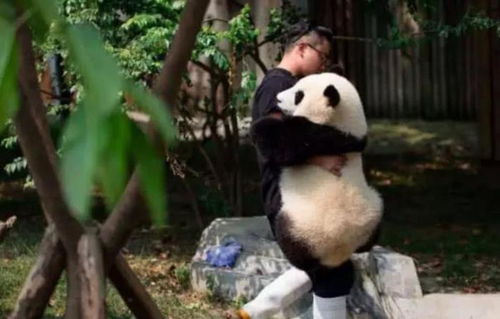 为什么没见到有人去四川偷大熊猫 女饲养员的回答让人无力吐槽 