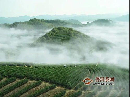 吉普号茶山黑话192 喊话 三十而已 顾佳 茶厂不能这么做