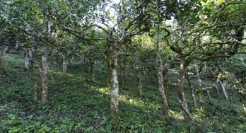 雨林古树茶 惊艳亮相广州茶叶博览会 展现热带雨林原生态特色