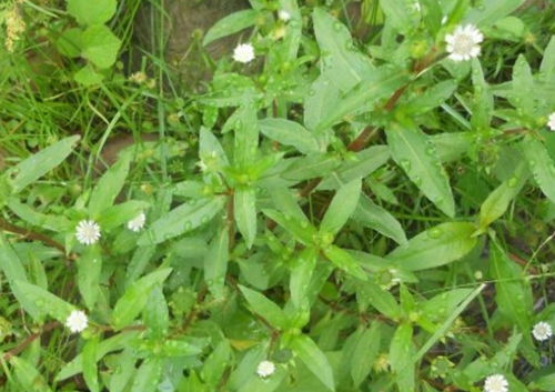 开小白花的草药图片 图片搜索