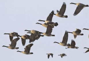 它们是在追逐 绿波 吗 科学家揭示候鸟迁徙之谜
