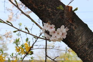 四年级写景作文，春日的田园风光，小学四年级写景作文400字