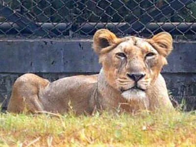 印度疫情太猛了,连狮子也被确诊感染新冠