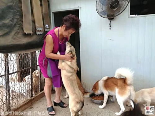 上海老太偷偷抵押房产收养400只流浪狗,年近七旬靠打工还债