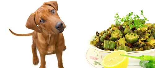 秋葵营养价值高,狗狗适合吃吗 正确喂食可以预防糖尿病和癌症