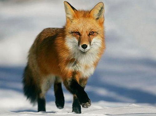 狐狸代表什么含义 