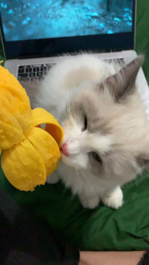 猫可以吃芒果吗 
