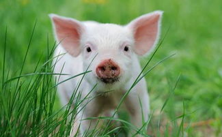 11月22日全国生猪价格,上涨乏力,养殖户高收益时代结束了
