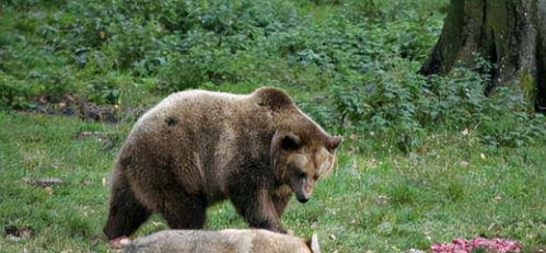熊冬眠的时候恰巧被觅食狼群找到,熊会被吃掉吗,为何