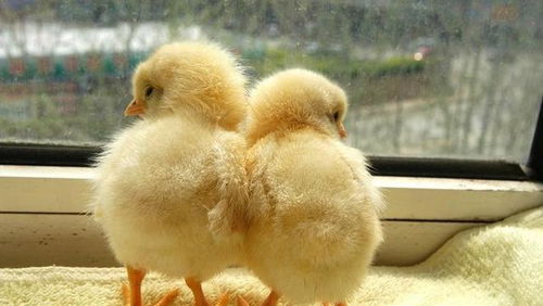 为何鸡能下双黄蛋 双黄蛋能孵出什么样的小鸡 这些问题你好奇吗