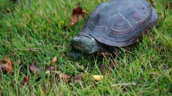 乌龟蛋怎么能孵化出来小乌龟 