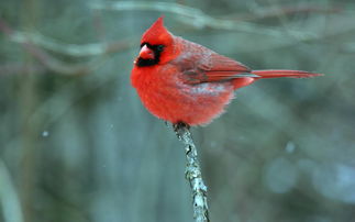 漂亮的红衣主教鸟