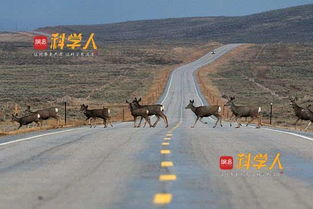 美帝版 青藏铁路野生动物通道 与中国有什么不同 