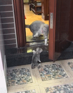 小奶猫偷跑出去玩 被猫妈发现后一爪子摁在门外 跟你爹一个样 别回来了你