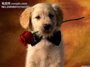 跪求一张小狗咬着一支玫瑰的图片 