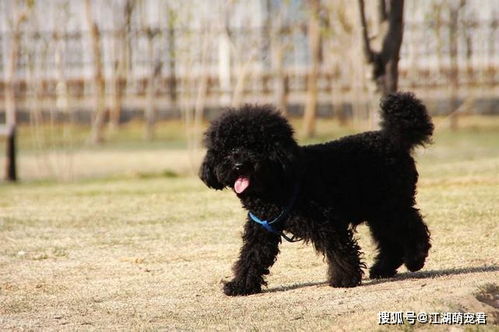贵宾犬颜色有很多,但是劝你不要养黑色的,有5大理由