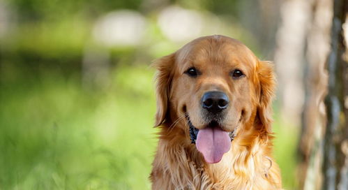 盘点最受中国喜爱的8种犬类,看看有没有你喜欢的