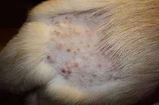 详解狗狗常见的六种皮肤病,让狗狗远离皮肤病困扰 