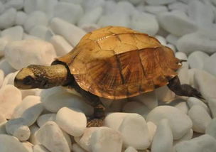 为什么挠乌龟壳时，乌龟会左右扭动？