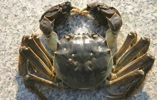 刚死的螃蟹能吃吗 三大原因告诉你刚死的螃蟹也不能吃