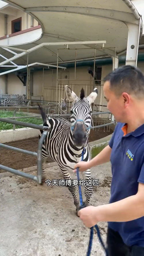 野性难驯打一生肖(美中不足猜一个正确的生肖)