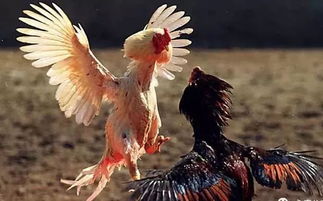 永康一小伙嘴馋偷了只鸡,被抓后才发现吃了鸡中的 战斗 鸡,价值达.......