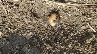 这个在土里扒到的是什么虫子 