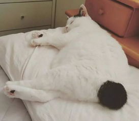 一只拥有麒麟尾的猫,白中一撮黑的屁股实在太销魂,完全吸不动啊 