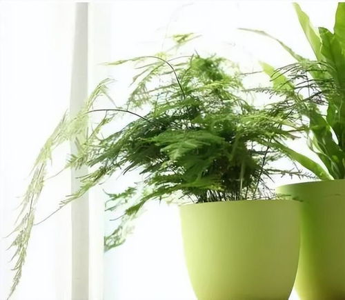 适合卧室房间里养的十种盆景植物