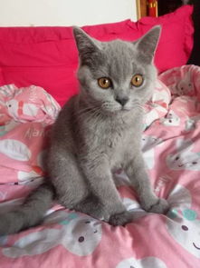 灰色猫咪是什么品种 