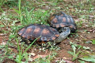 珍珠草龟和中华草龟哪个好养？