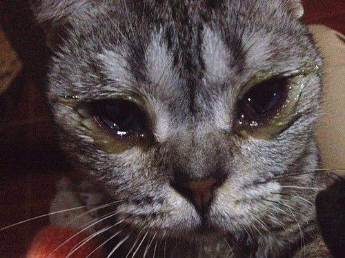 请问,猫结膜炎眼屎什么颜色,猫咪结膜炎有点怕光,要怎么样猫咪的结膜炎才会好 