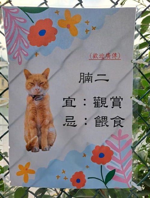 著名网红大橘猫因为胖,被主人贴牌子 不要喂食