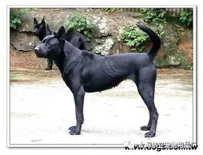 中国自己的犬种 你知道的有哪些 