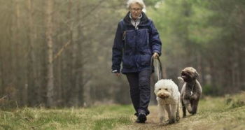 老人养狗有什么好处 研究343万老年人后,发现他们会受狗狗影响 