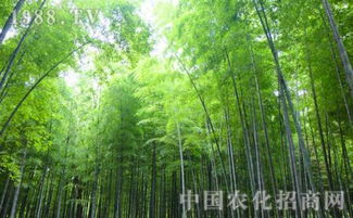 竹子养殖方法和注意事项？